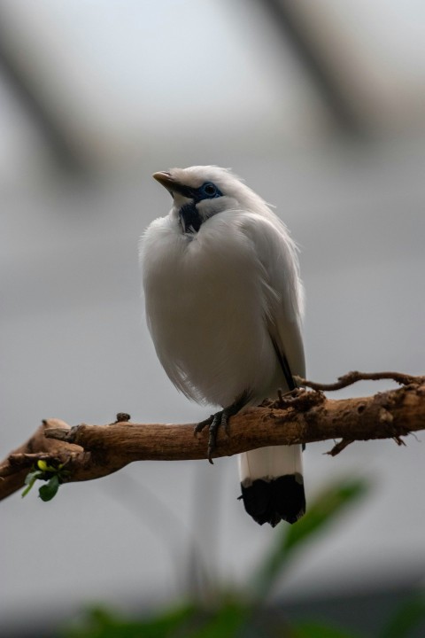 a bird sitting on a branch with its mouth open