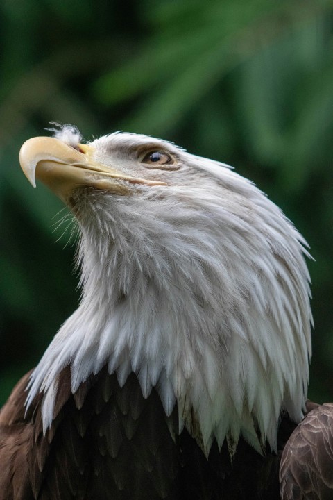 a close up of a bald eagle with trees in the background