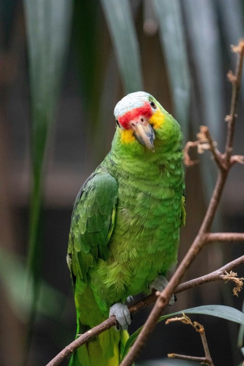 a green bird with a red and yellow head sitting on a branch Wr_suZ29x