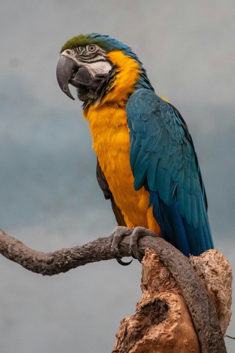 a colorful bird perched on top of a tree branch