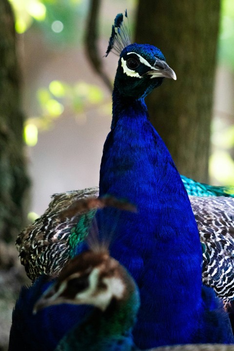 two peacocks standing next to each other in a forest