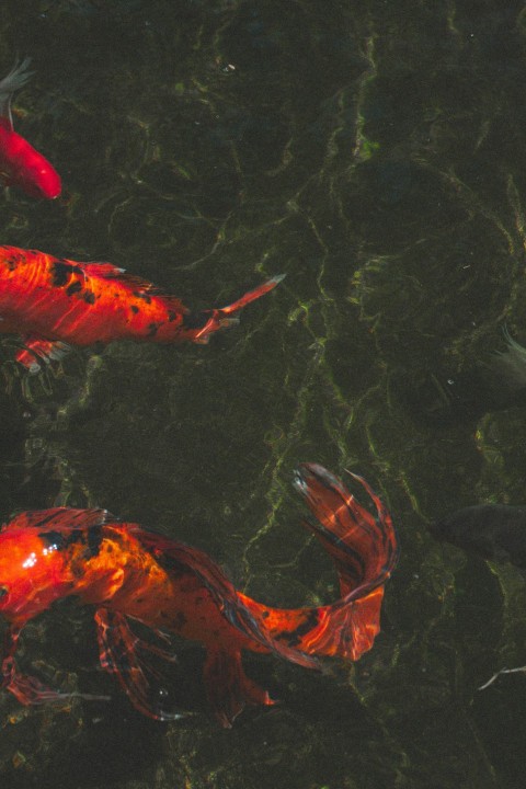 a group of fish swimming in a pond