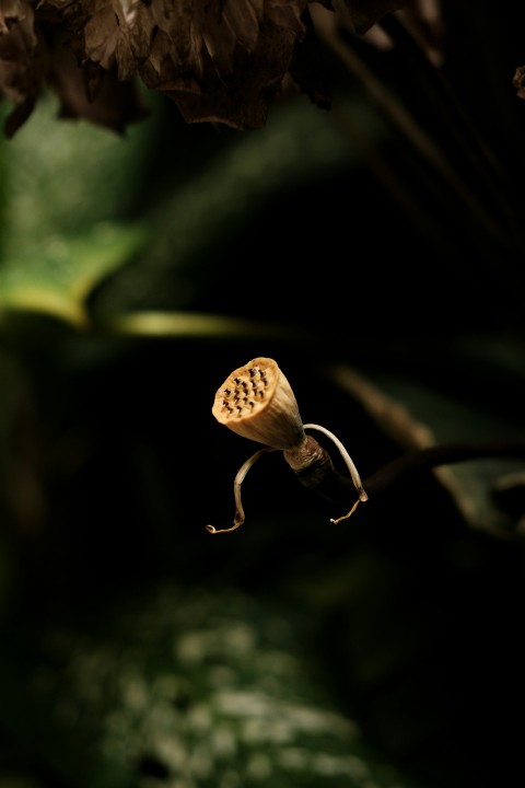 a close up of a flower on a plant