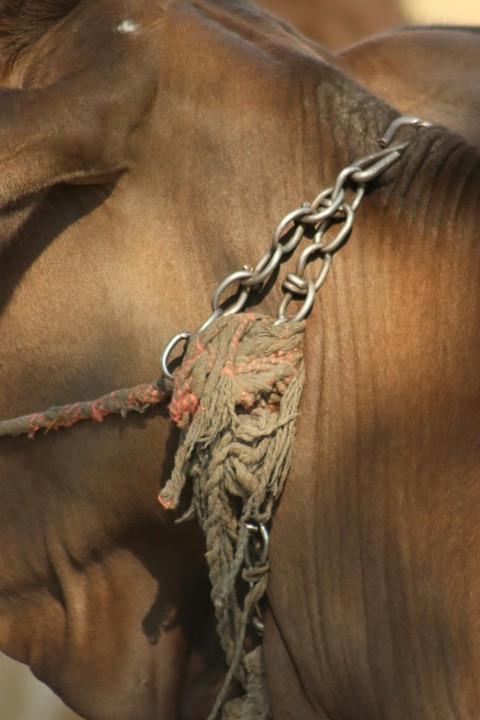 a close up of a cow with a chain around its neck