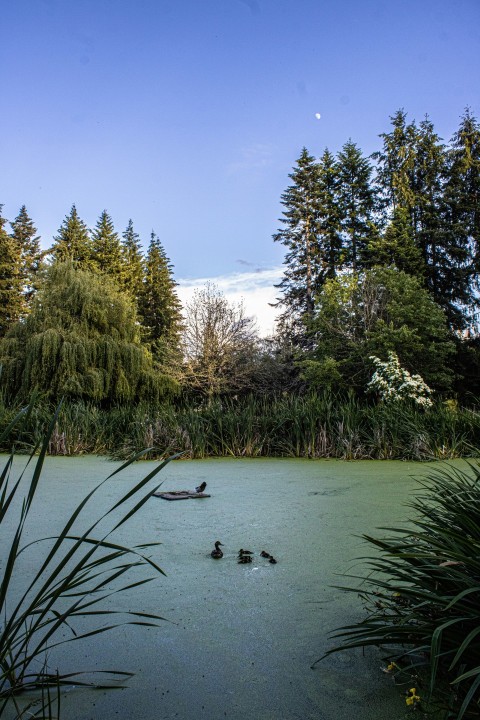 a group of ducks floating on top of a lake