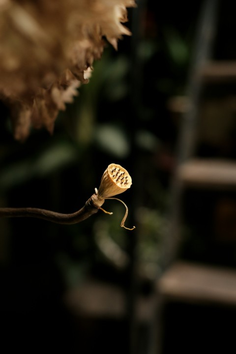 a yellow flower on a stem in front of a stair case