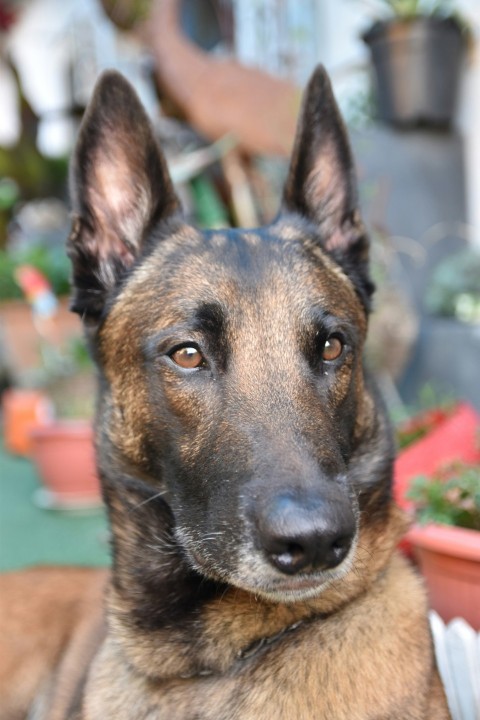 a brown and black dog sitting next to a potted plant p5Af_u