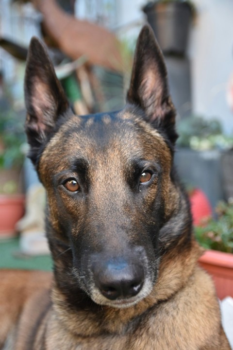 a brown and black dog sitting next to a potted plant