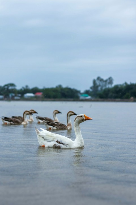 a flock of ducks floating on top of a lake