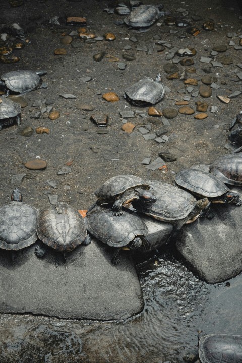 a group of turtles sitting on top of rocks