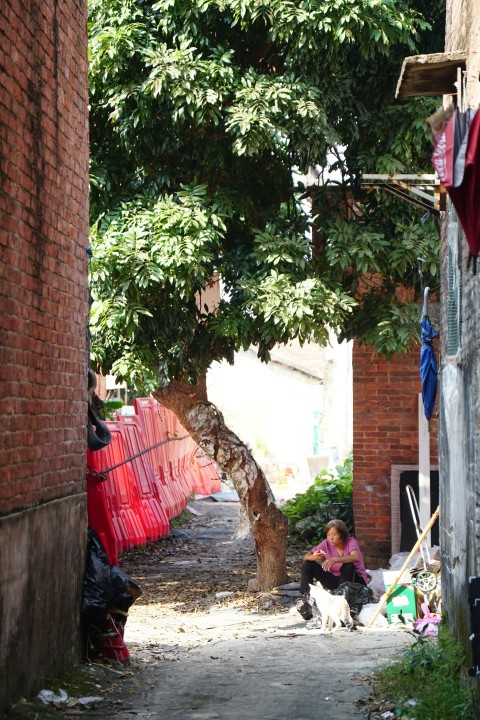 a giraffe walking down a street next to a building