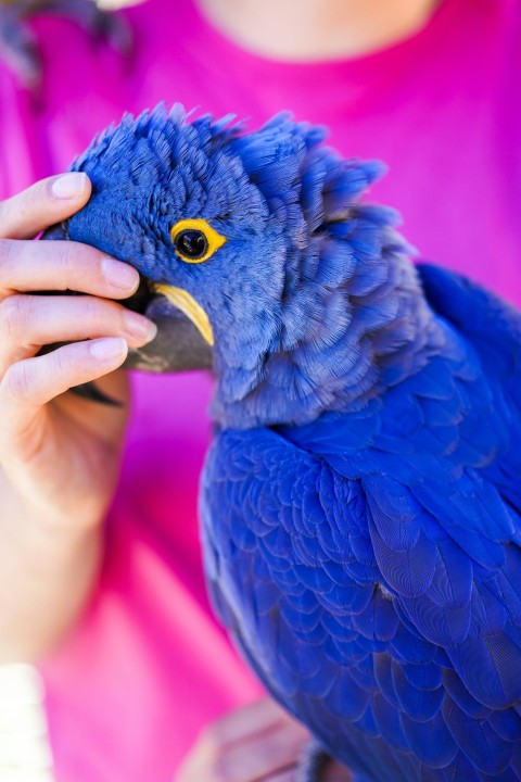 a person holding a blue bird in their hands