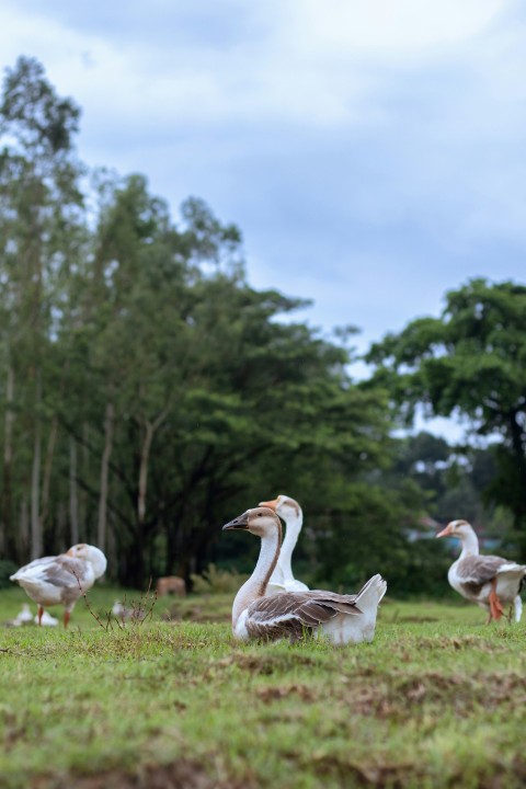 a flock of birds standing on top of a lush green field