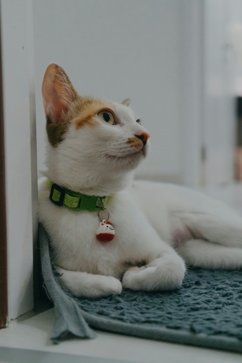 a white cat with a green collar laying on a mat