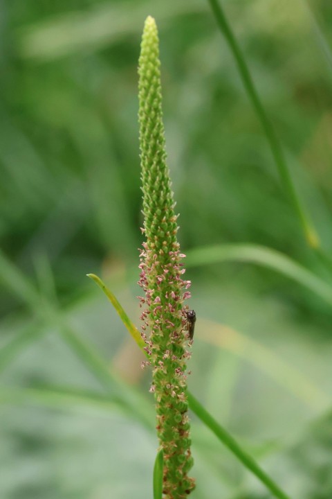 a close up of a plant with a bug on it yxPRV