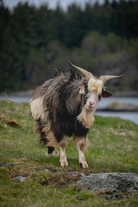 a goat with long horns standing on a grassy hill