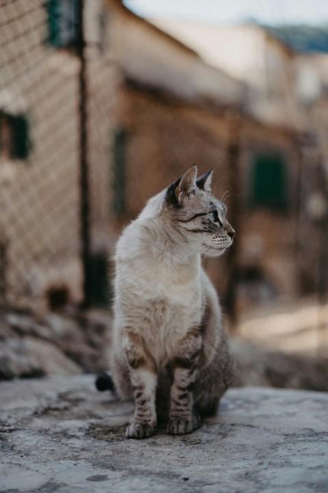 a cat sitting on top of a rock near a fence BDk