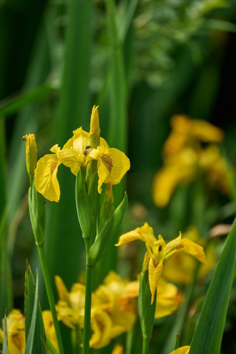 a bunch of yellow flowers that are in the grass