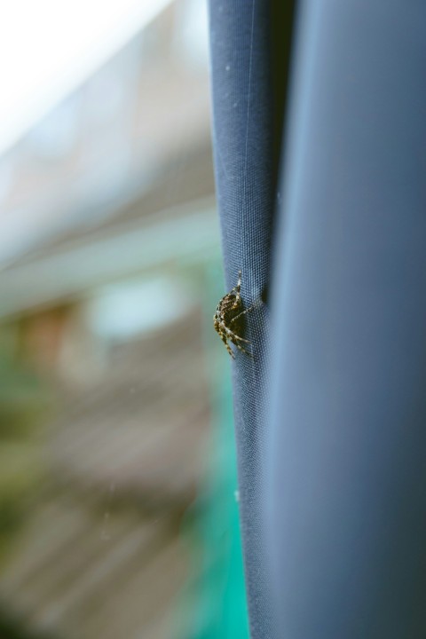 a bug crawling on the side of a blue door