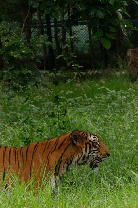 a tiger walking through a lush green field 4fgN