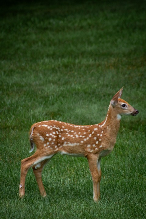 a small deer standing on top of a lush green field