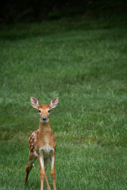 a small deer standing on top of a lush green field