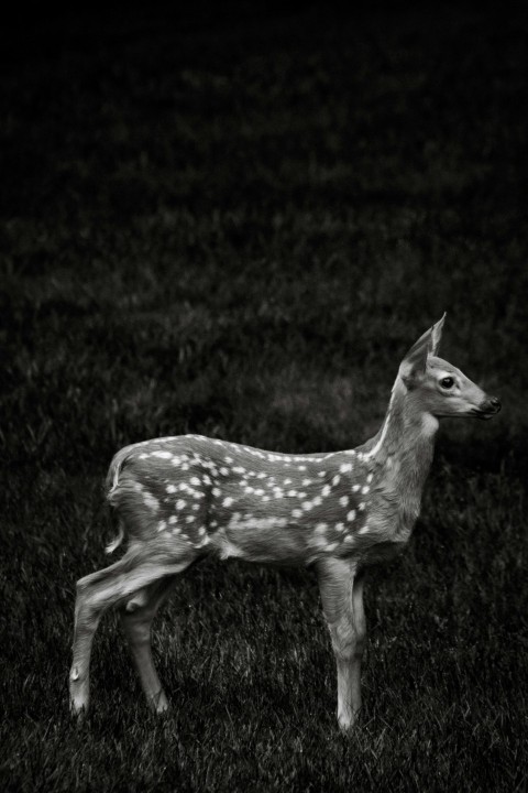 a small deer standing on top of a lush green field