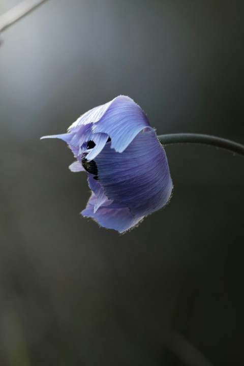 a purple flower with a bug on it