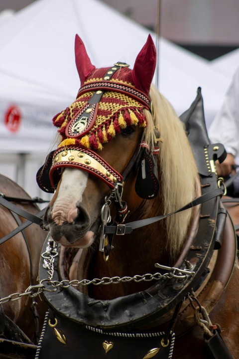 a couple of brown horses standing next to each other