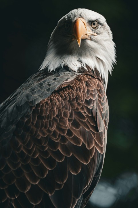 a bald eagle sitting on top of a tree branch