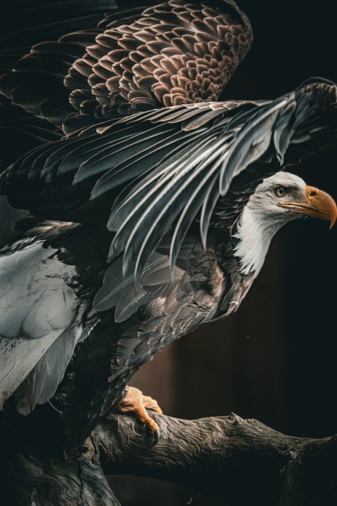 a bald eagle is perched on a tree branch