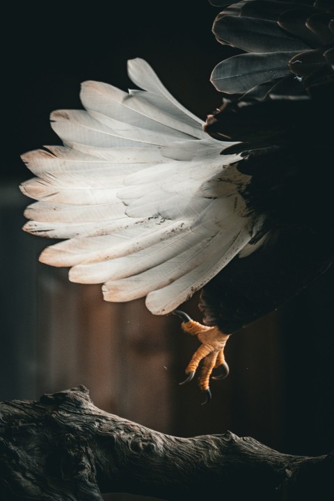 a large white and black bird on a branch