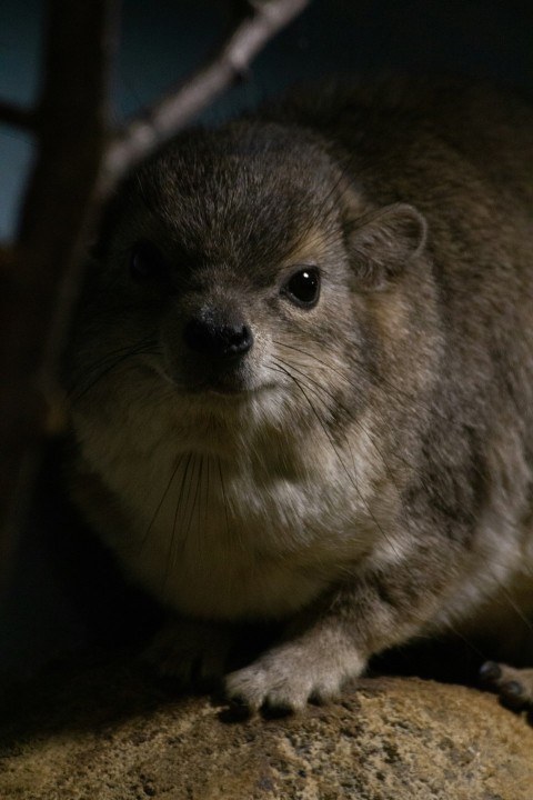 a close up of a small animal on a rock