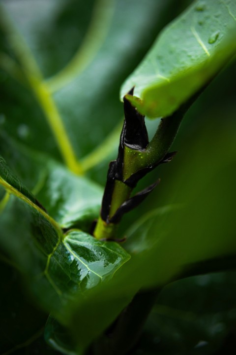 a close up of a leaf with drops of water on it