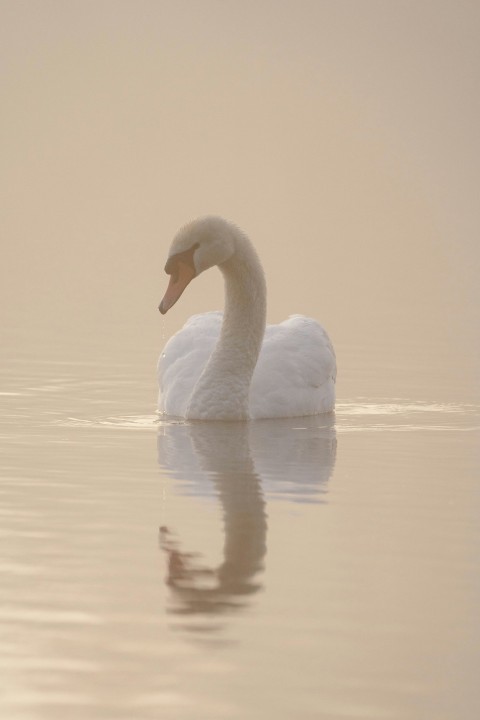 a white swan floating on top of a body of water