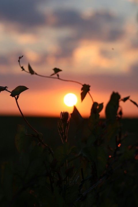 the sun is setting over a field of grass