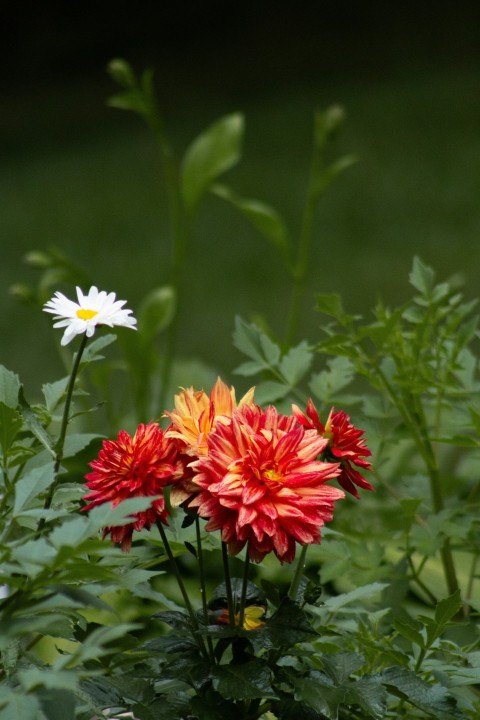 a bunch of flowers that are in the grass