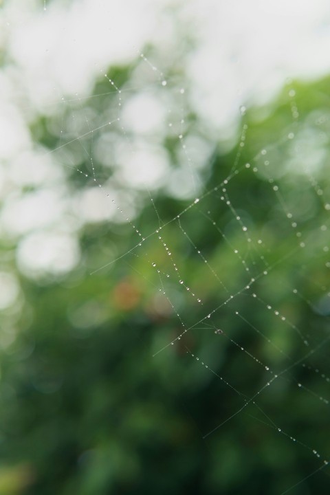 a close up of a spider web with trees in the background