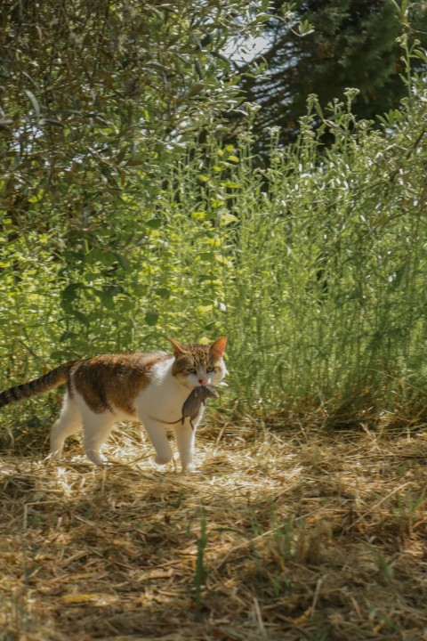 a cat standing in the middle of a field