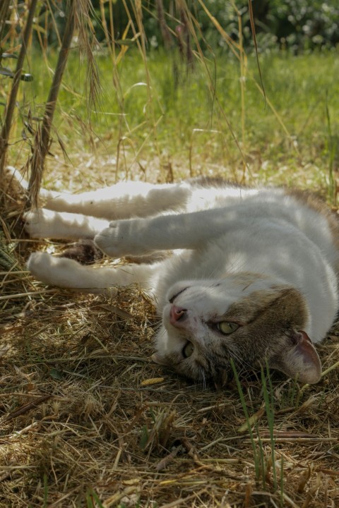 a cat laying on its back in the grass eZE