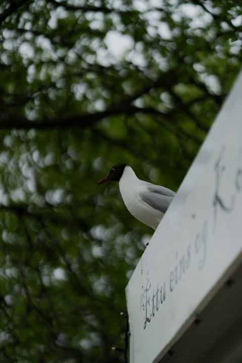 a white bird sitting on top of a sign