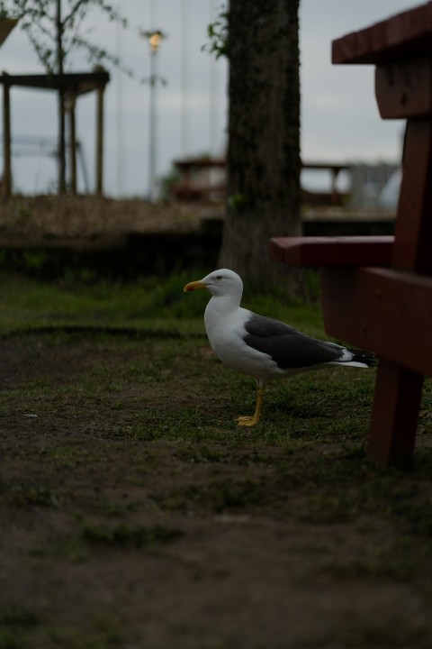 a seagull standing next to a park bench