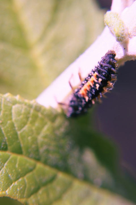 a close up of a caterpillar on a leaf