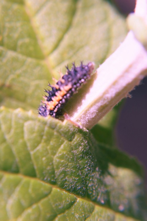 a close up of a leaf with a bug crawling on it _