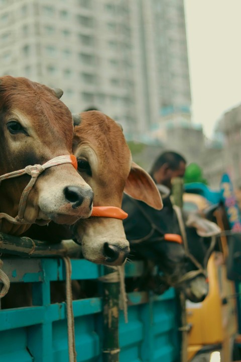 a couple of cows are sticking their heads over a fence