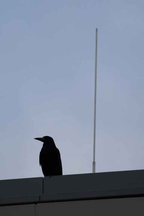 a black bird sitting on top of a building