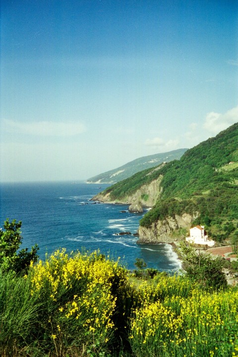 a lush green hillside next to the ocean