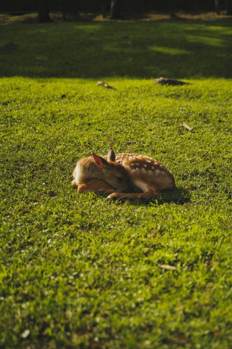 a deer laying on top of a lush green field