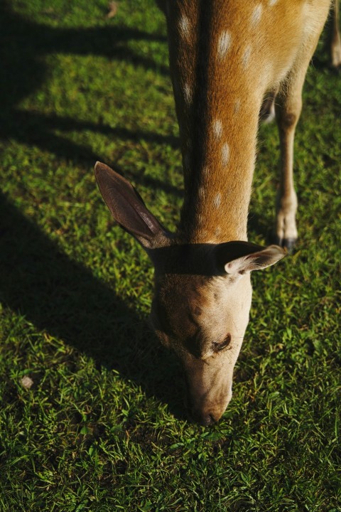 a deer is eating grass in a field