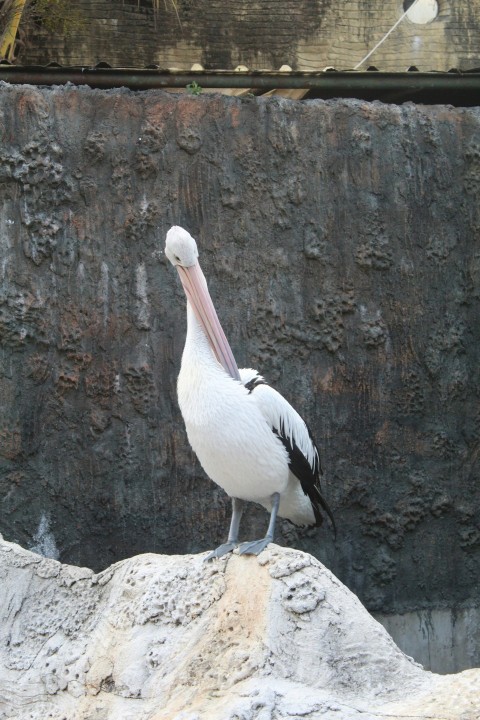 a white and black bird standing on a rock